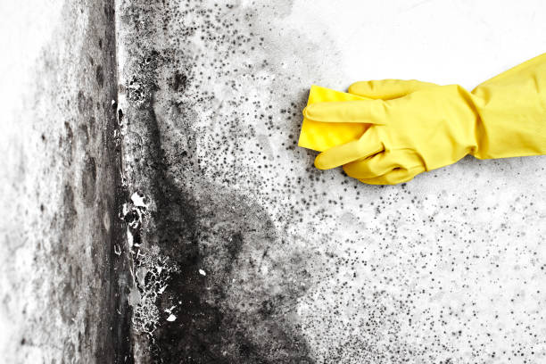Best Mold Remediation for Healthcare Facilities  in Gooding, ID