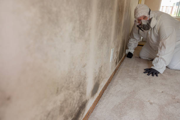 Best Mold-Related Health Consultation  in Gooding, ID